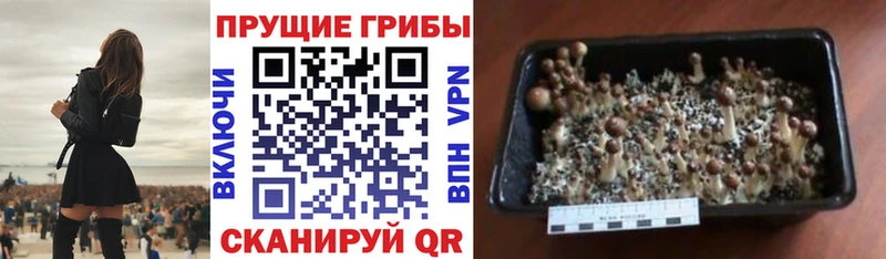 Псилоцибиновые грибы мицелий  Купить где  Лукоянов 